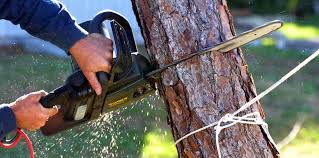 Best Tree Maintenance Programs  in Richmond, CA