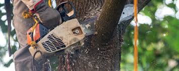 How Our Tree Care Process Works  in  Richmond, CA