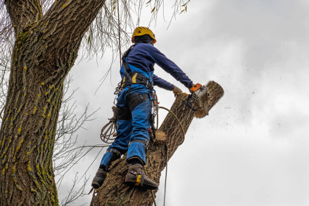 Best Stump Grinding and Removal  in Richmond, CA