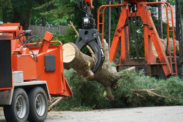 Tree and Shrub Care in Richmond, CA