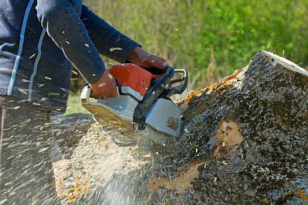 Trusted Richmond, CA Tree Care Services Experts